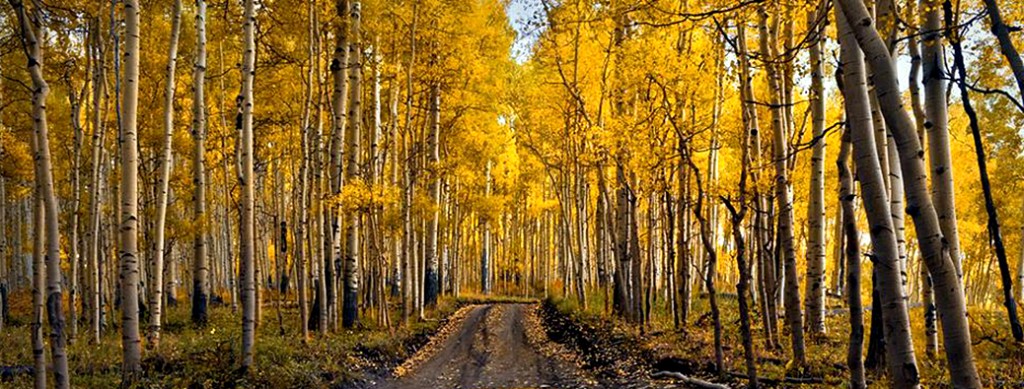 golden-aspen-leaves