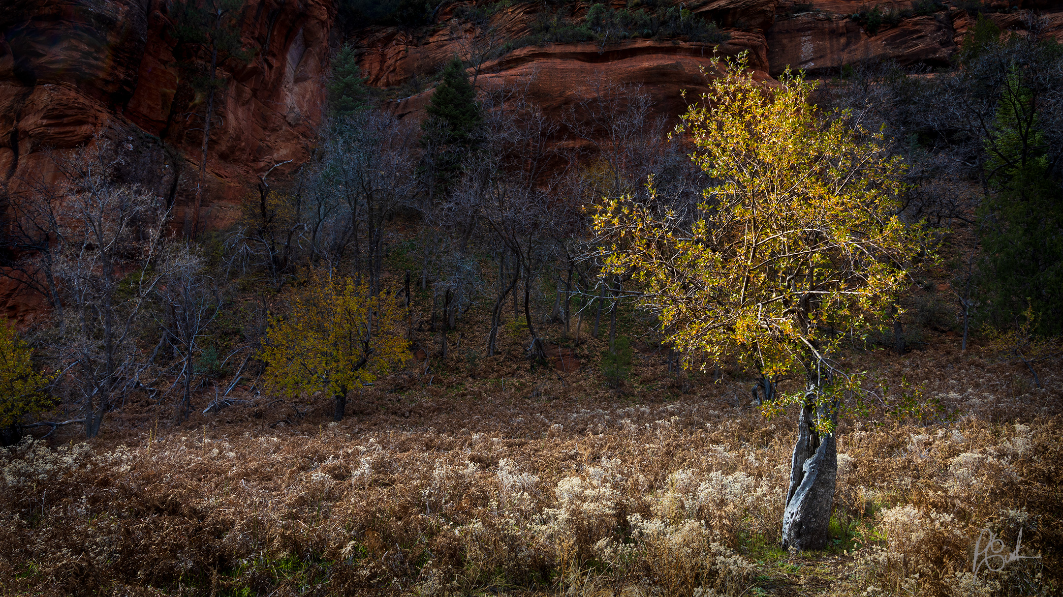 A golden tree is nourished by the Autumn sun in Sedona.
